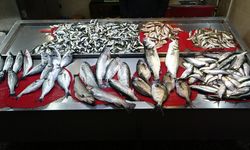 Gürcistan hamsisi gelmeyince tezgahlar buzhane hamsisine kaldı