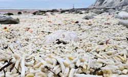 Sahil binlerce patates ve soğanla doldu