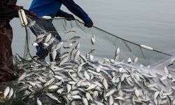 Balık ihracatında rekor