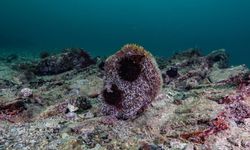 Tuzla’da deniz çayırı ve pina görüldü