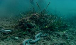 Binlerce gemi deniz çayırlarını tahrip ediyor