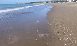 Akdeniz'deki zehirli denizanaları Mersin sahillerine vurdu