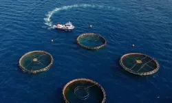 Doğu Karadeniz'in su ürünleri ihracatı 73,7 milyon dolara ulaştı