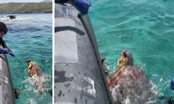 Ağa takılan deniz kaplumbağasını dernek görevlileri kurtardı