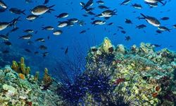 Türkiye'nin ilk Deniz Milli Parkı Fethiye-Kaş ve Kuzey Ege sınırlarında