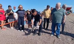 Tedavisi tamamlanan iki yeşil deniz kaplumbağası denize bırakıldı