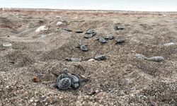 200 bin caretta caretta yavrusu denizle buluştu