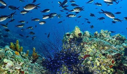 Türkiye'nin ilk Deniz Milli Parkı Fethiye-Kaş ve Kuzey Ege sınırlarında