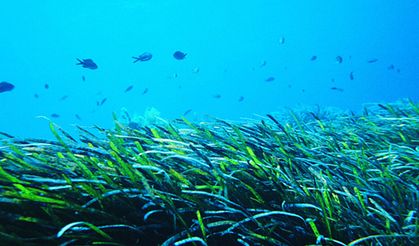 Karadeniz'in deniz çayırları haritalandı