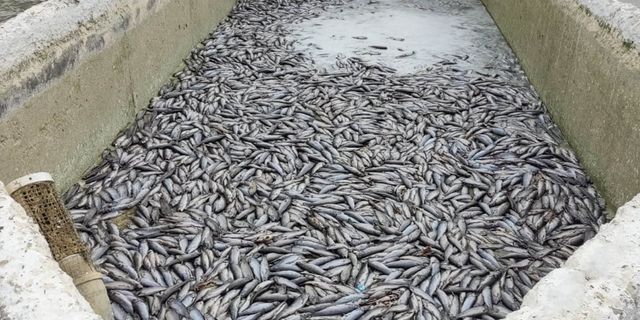 Deprem sonrası binlerce balık telef oldu
