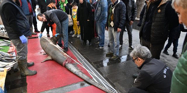 Camgöz köpek balığının satışına ceza