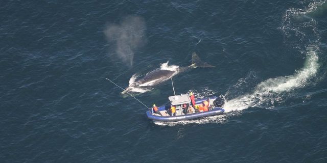 Japonya'da balıkçı teknesi balina ile çarpıştı: 6 yaralı