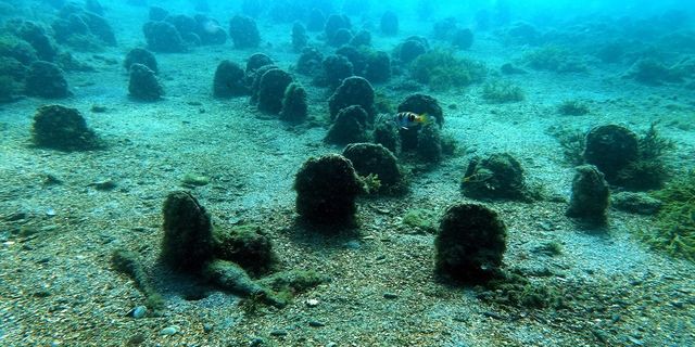 Marmara Denizi için yeni umudu Pina