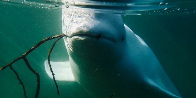 Rusya’nın casus balinası İsveç’te görüldü