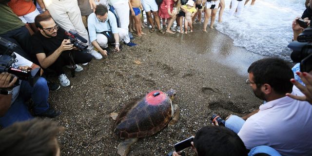 1 yıl önce denizle buluşan Caretta Caretta 3 bin km yol katetti