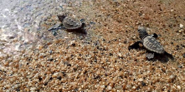 Kuşadası’nda 33 caretta caretta yavrusu denizle buluştu