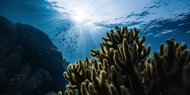 Denizlerdeki ısınma hassas canlı türlerini tehlikeye atıyor