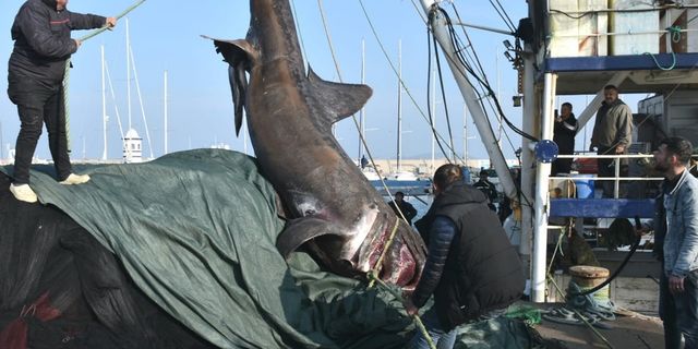 İzmir’de ağlara 10 metre boyunda köpekbalığı takıldı
