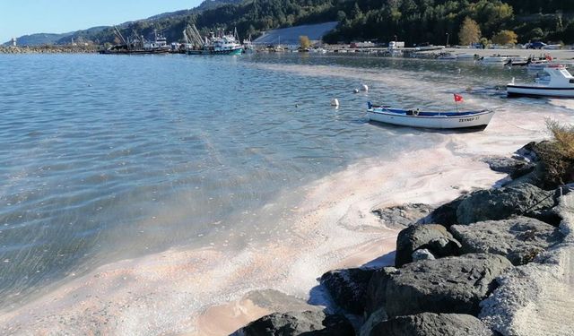 Deniz yüzeyi sarı tabakayla kaplandı, etrafı kötü koku sardı