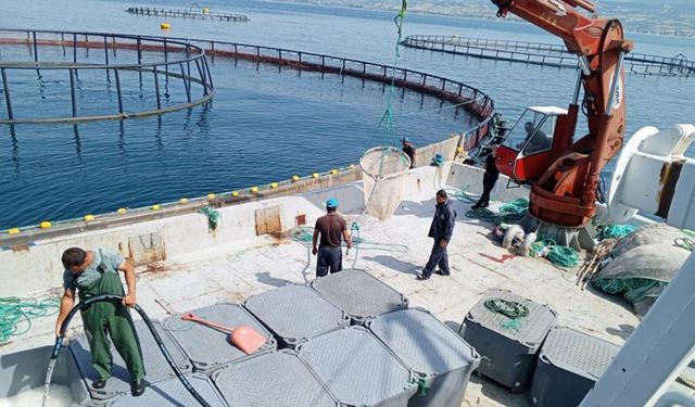 Karadeniz'de Türk somonu hasadı