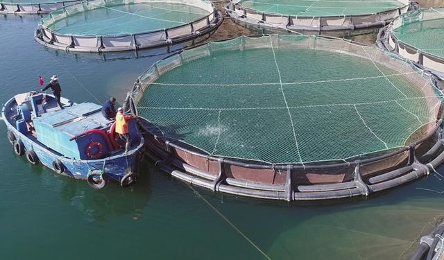 Muğla'nın su ürünleri ihracatı 1 milyar dolara yaklaştı