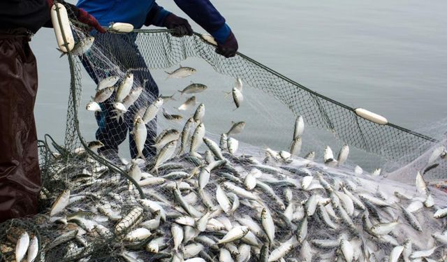 Su ürünleri ihracatı 5 yılda yüzde 100 arttı