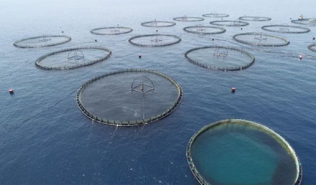 2024'te su ürünleri üretimi azaldı