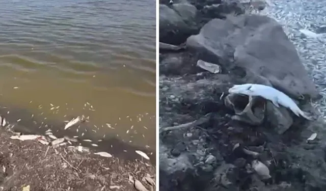 Bursa'da acı tablo: Yüzlerce balık kıyıya vurdu