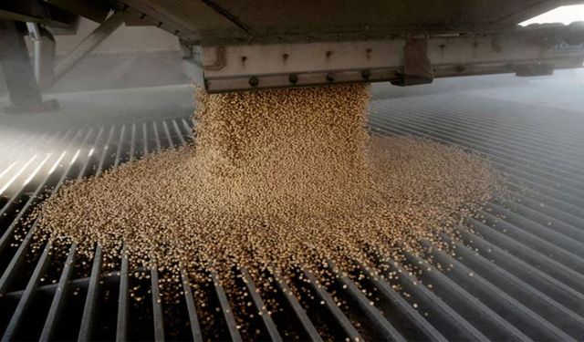 Çin, ABD'den 300 milyon dolarlık soya fasulyesi aldı