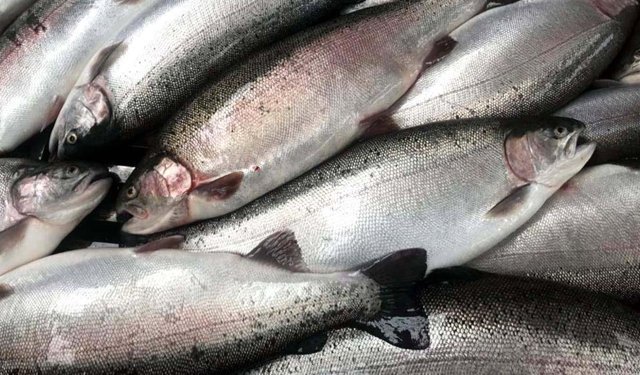 Artvin'den 67 ülkeye Türk somonu ihraç edildi