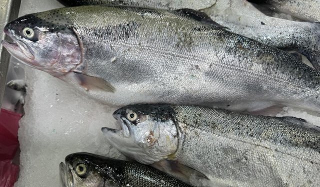 Türk somonu ihracatında hedef milyar dolar