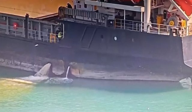 Mersin’de denizi kirleten gemiye 13 milyon TL ceza