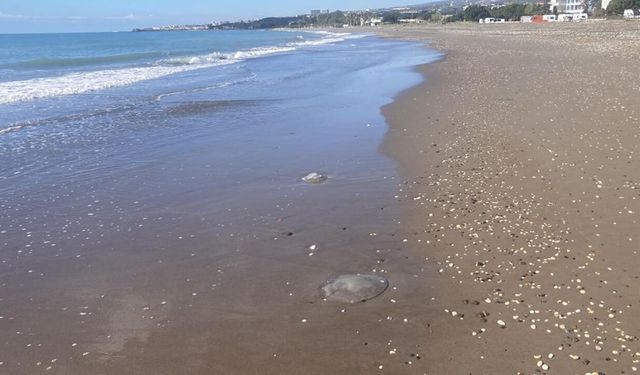 Akdeniz'deki zehirli denizanaları Mersin sahillerine vurdu