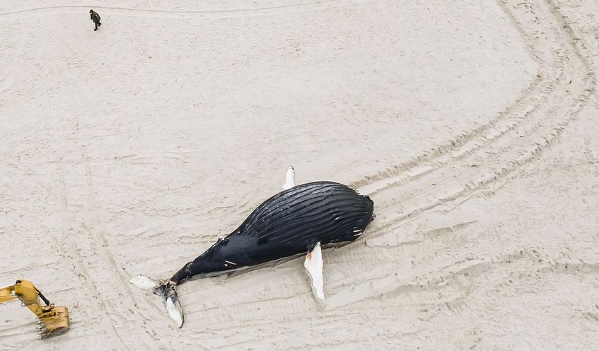 ABD’de gizemli balina ölümlerinde artış yaşanıyor