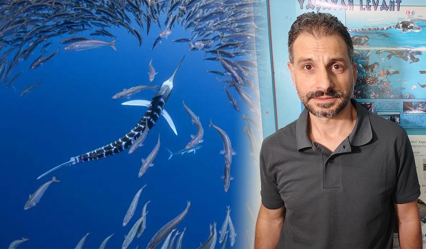 Akdeniz’de deniz suyu sıcaklığı arttı zehirli balıklar geldi