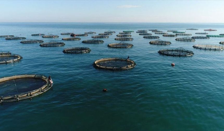 Karadeniz’in su ürünleri ihracatı 36 ülkeye ulaştı