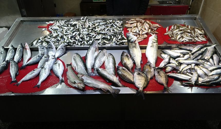 Gürcistan hamsisi gelmeyince tezgahlar buzhane hamsisine kaldı