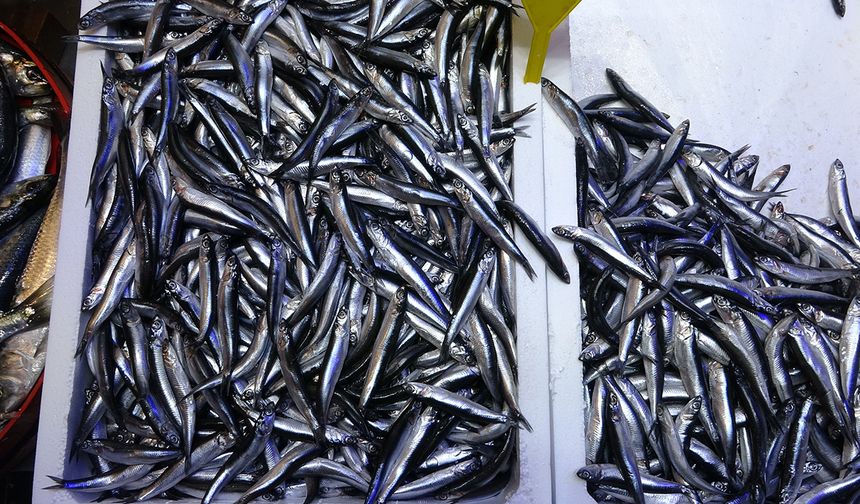 Türkiye'nin hamsi ihracatında Avrupa ülkeleri ilk sırada