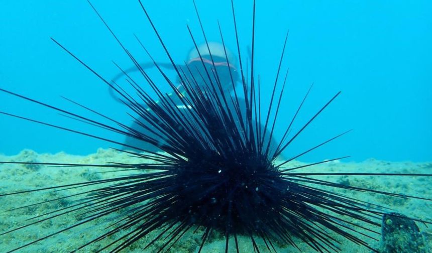 Marmara'nın denizkestanesi avcılığına açılmasına tepki