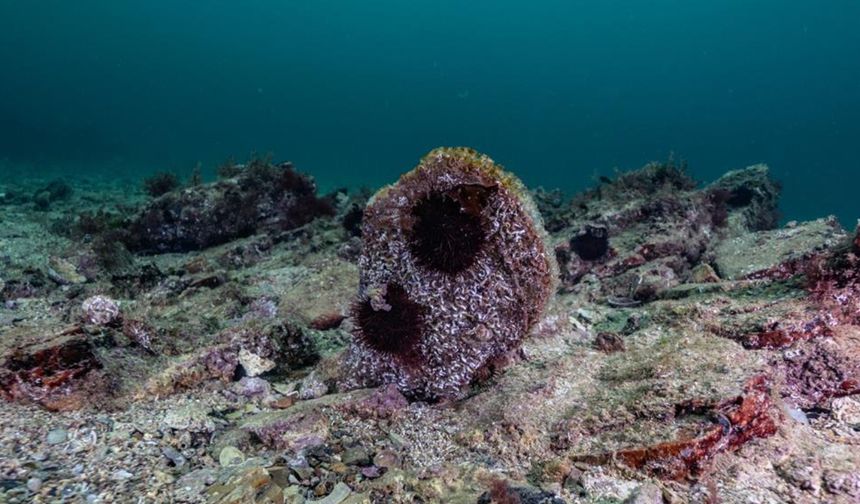 Tuzla’da deniz çayırı ve pina görüldü