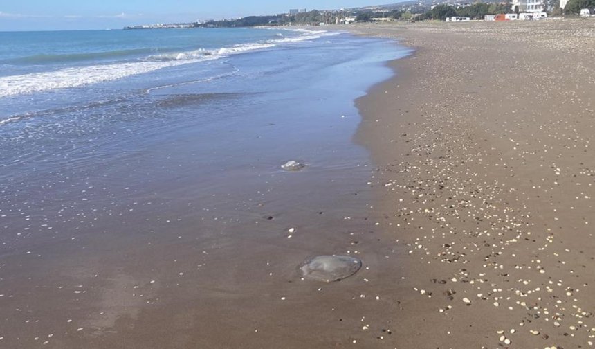 Akdeniz'deki zehirli denizanaları Mersin sahillerine vurdu