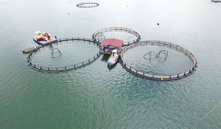 İhraç edilecek ‘Türk somonları' için yavru balıklar suya bırakıldı