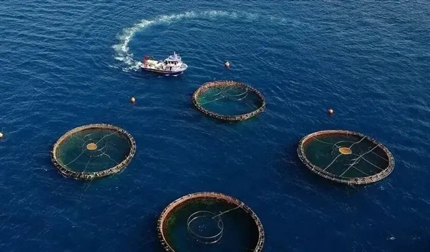 Doğu Karadeniz'in su ürünleri ihracatı 73,7 milyon dolara ulaştı