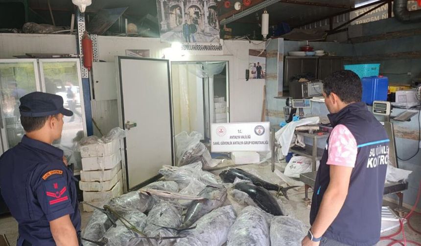 Antalya'da avlanması ve satışı yasak olan 603 kilo balığa el konuldu