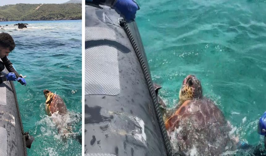 Ağa takılan deniz kaplumbağasını dernek görevlileri kurtardı