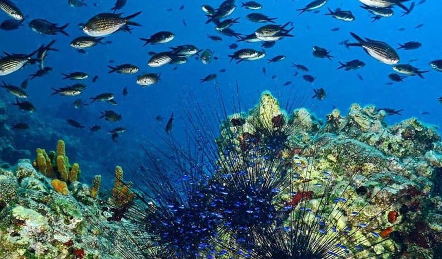 Türkiye'nin ilk Deniz Milli Parkı Fethiye-Kaş ve Kuzey Ege sınırlarında