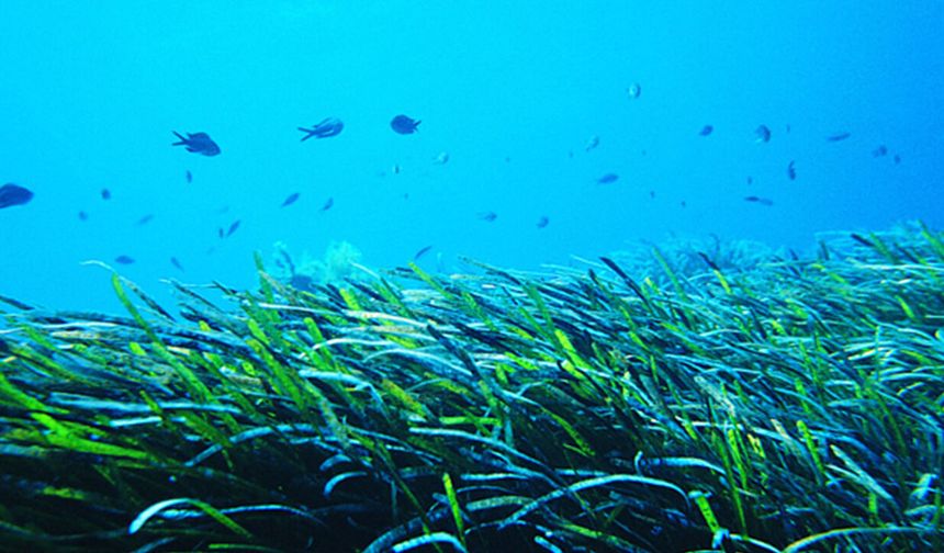 Karadeniz'in deniz çayırları haritalandı
