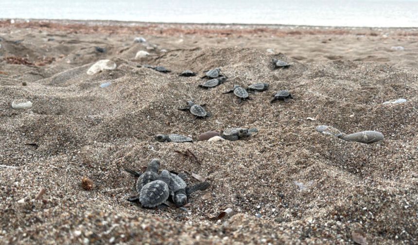 200 bin caretta caretta yavrusu denizle buluştu